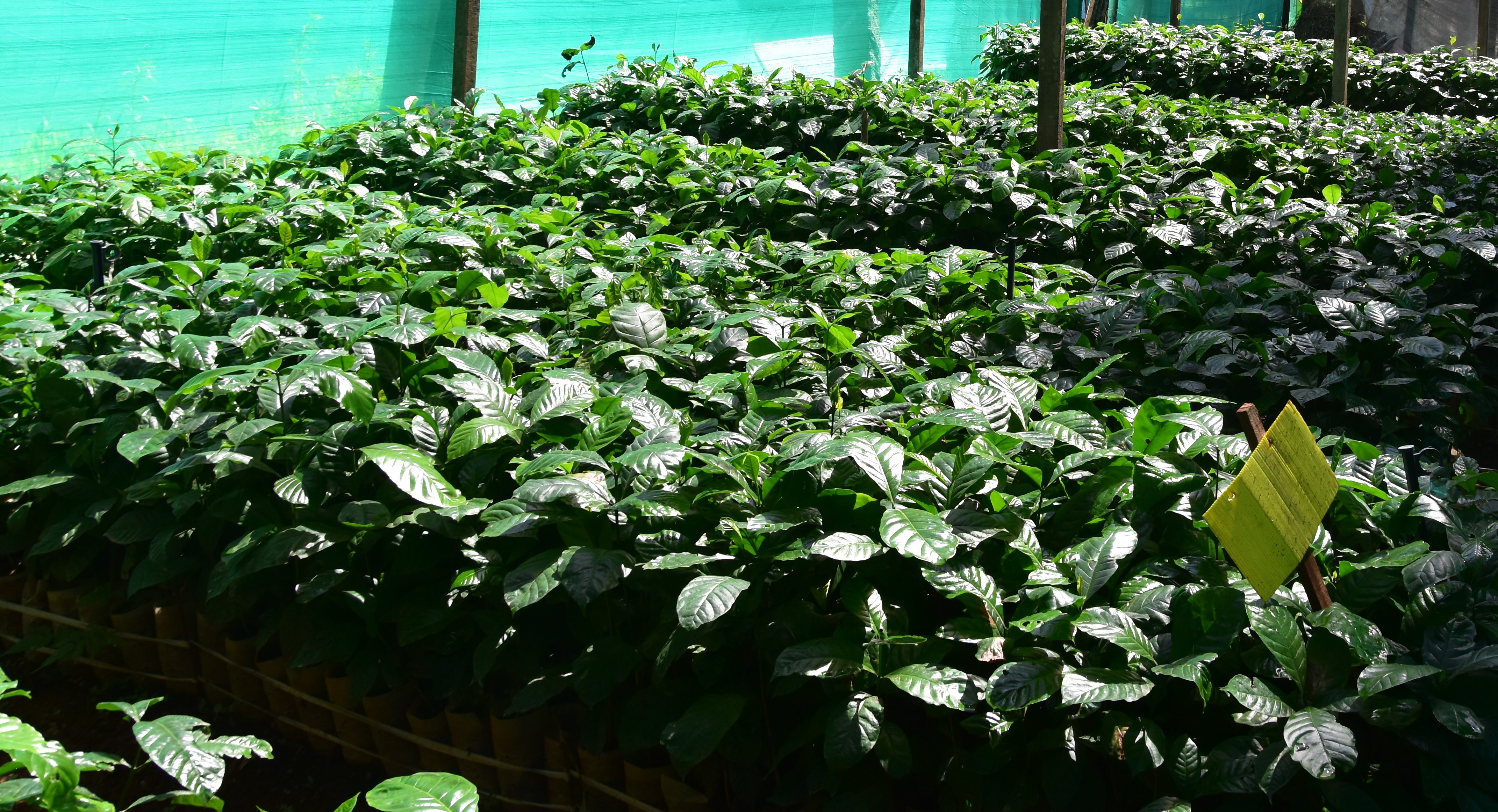 Polybag planting