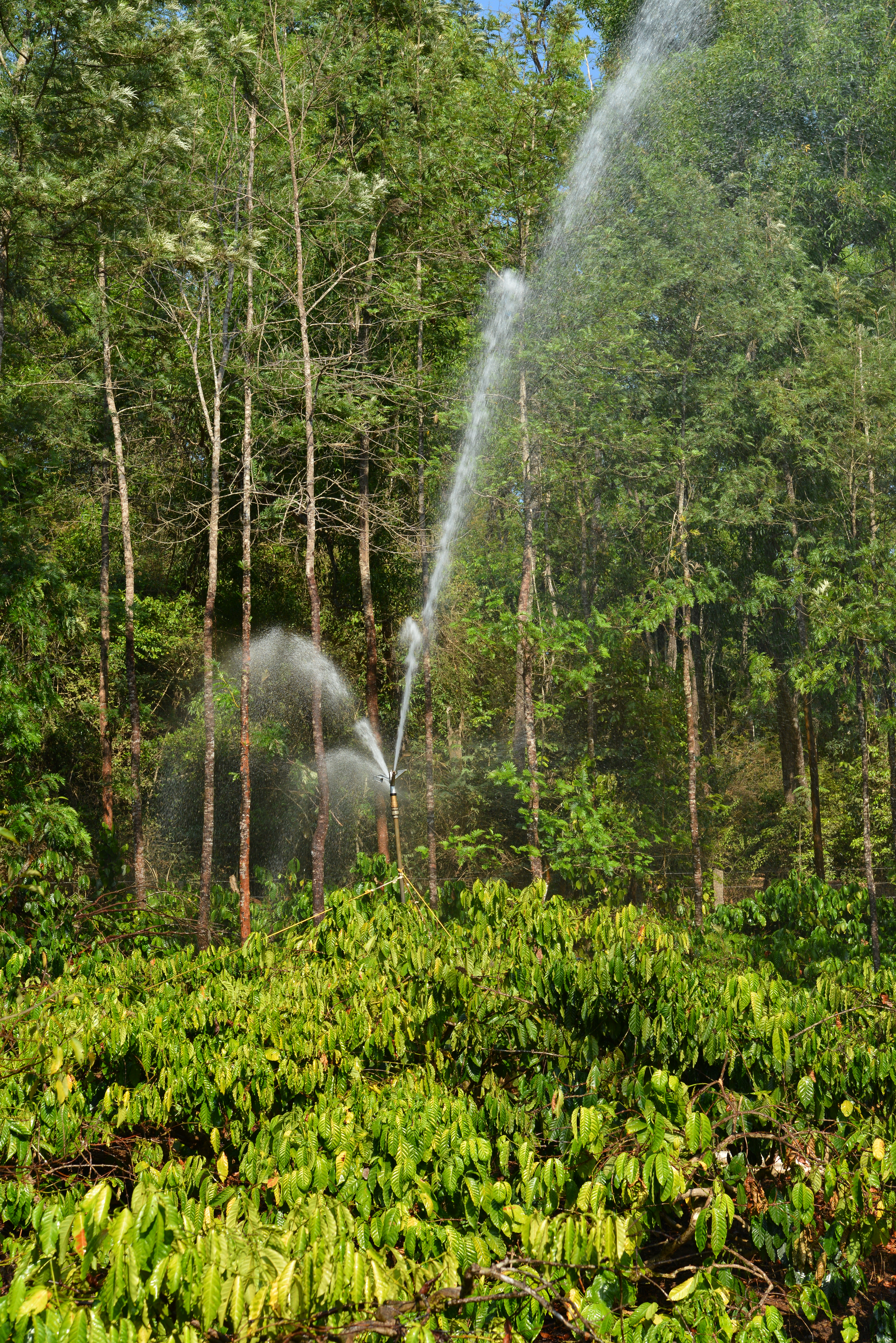 Sprinkler irrigation 1