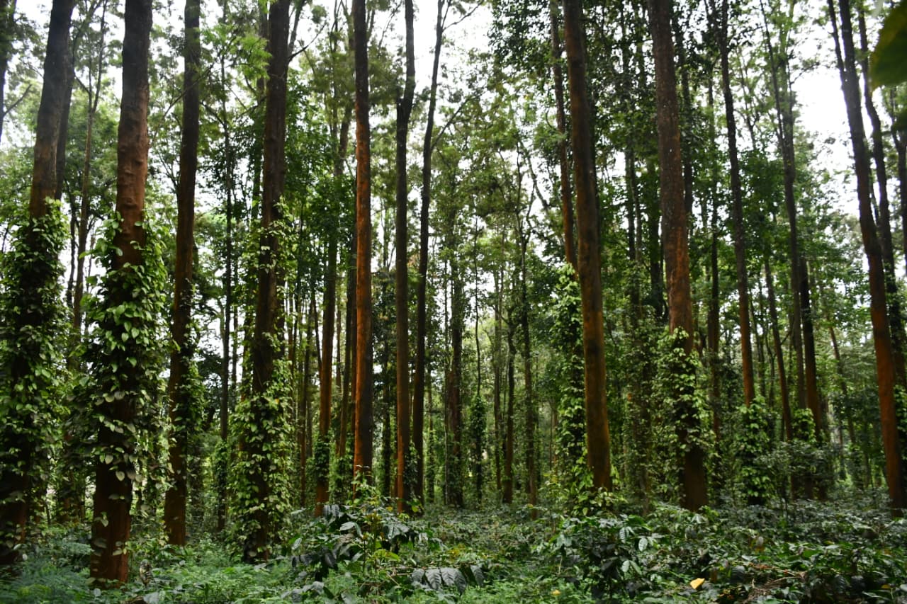 Coffee Research Sub Station (CRSS), Chettalli