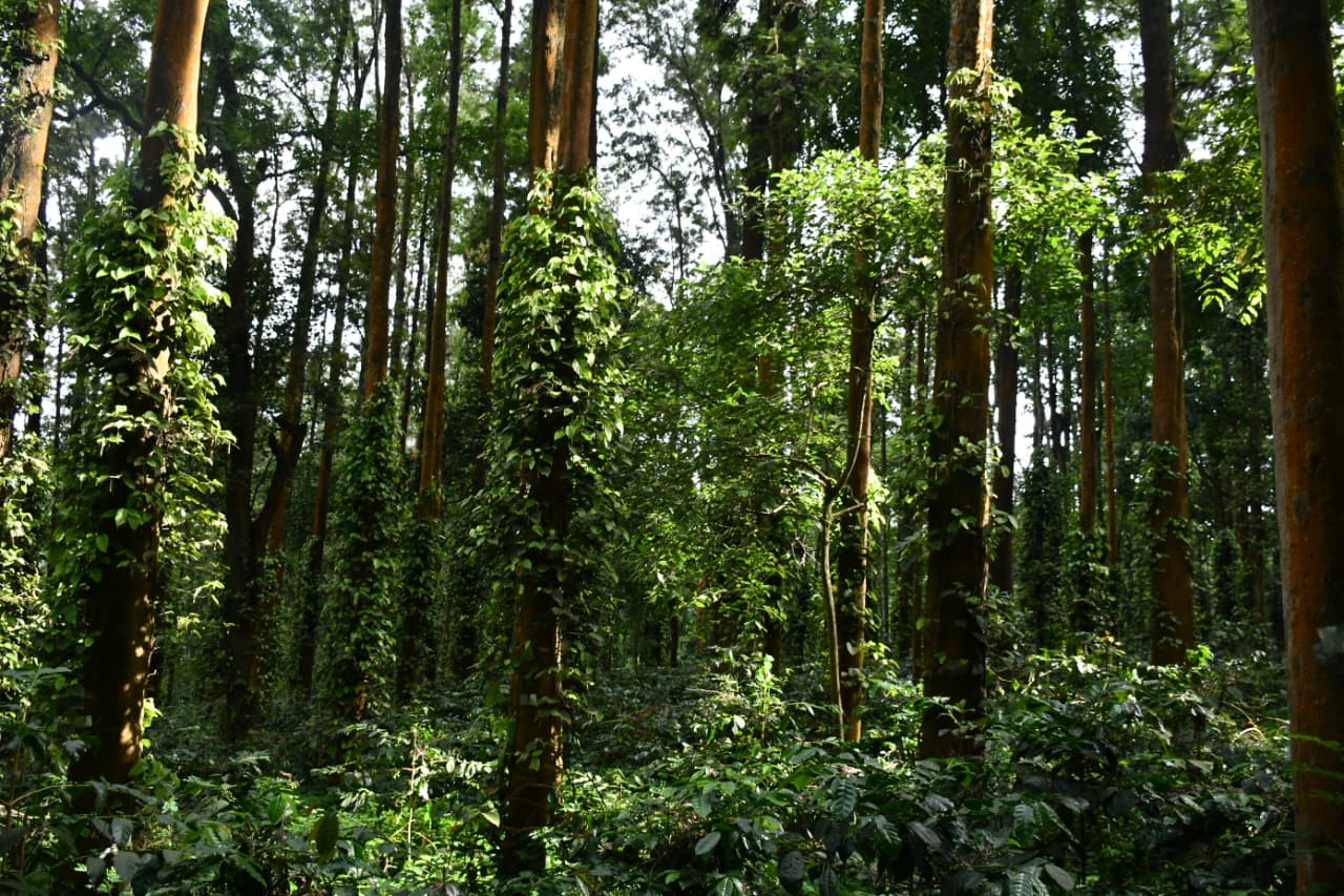 Coffee Research Sub Station (CRSS), Chettalli
