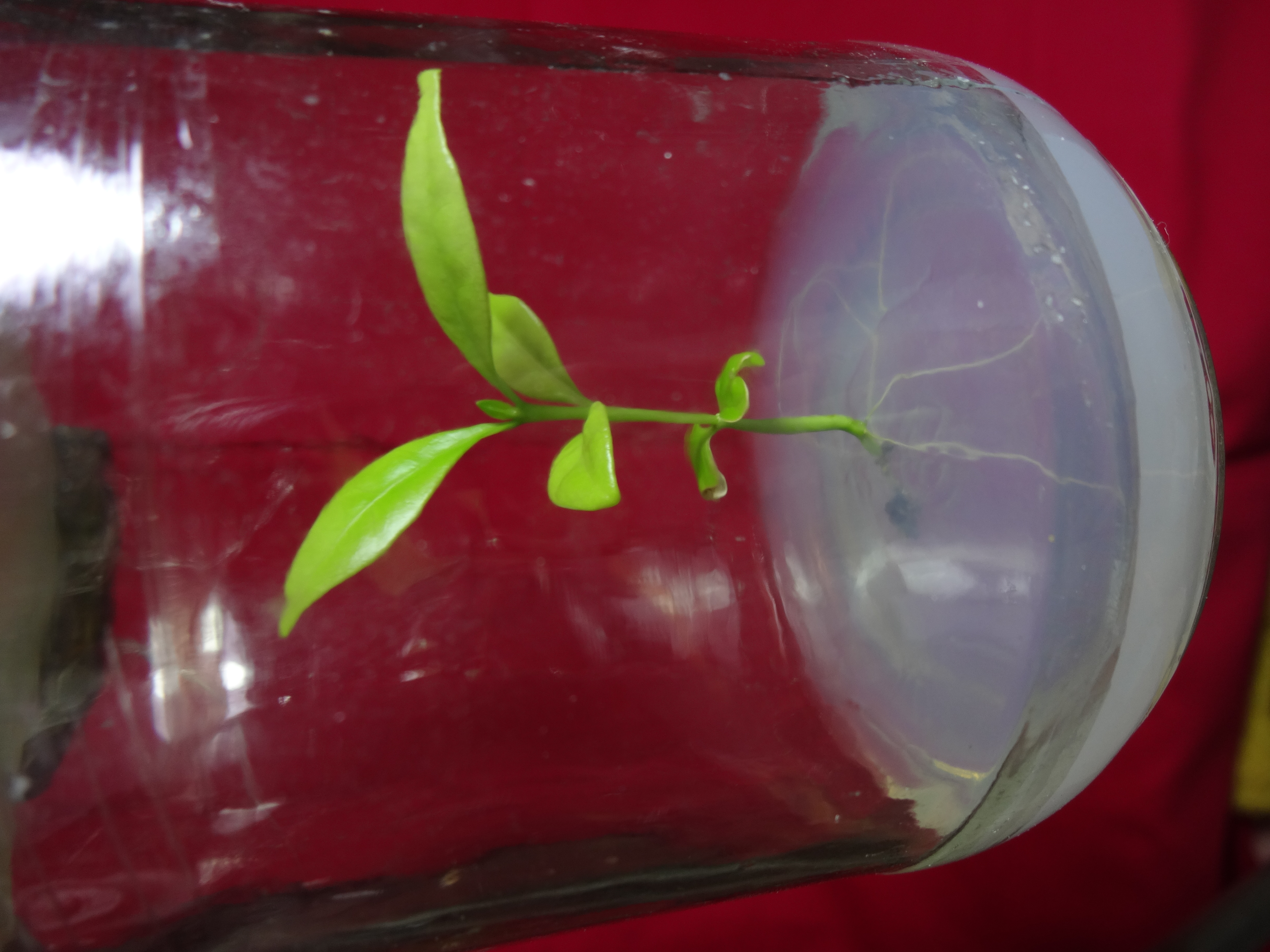 Rooted invitro plantlets