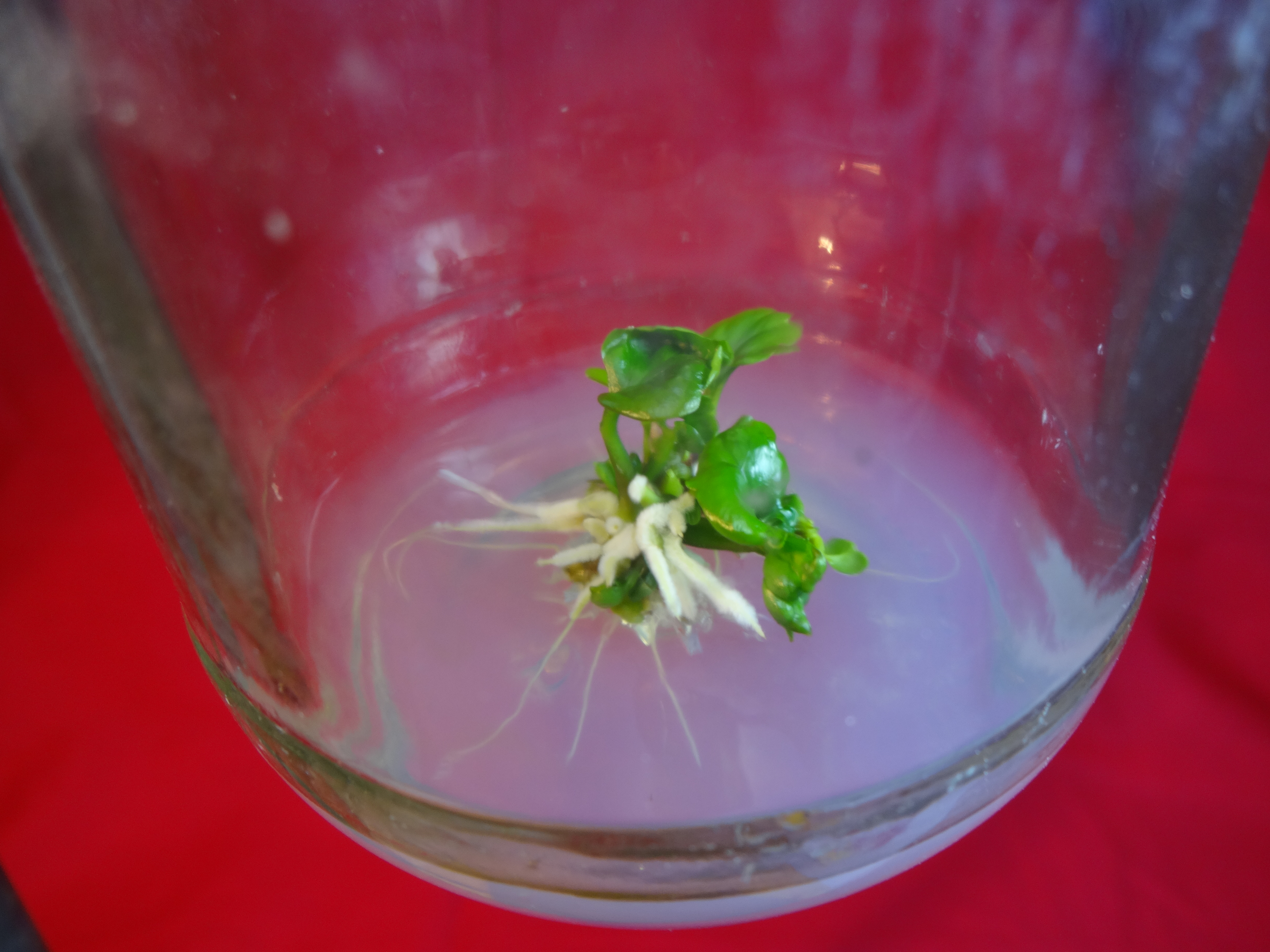 Rooting in plantlets