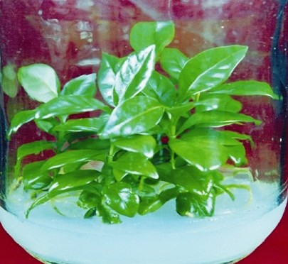 Invitro developed plantlets