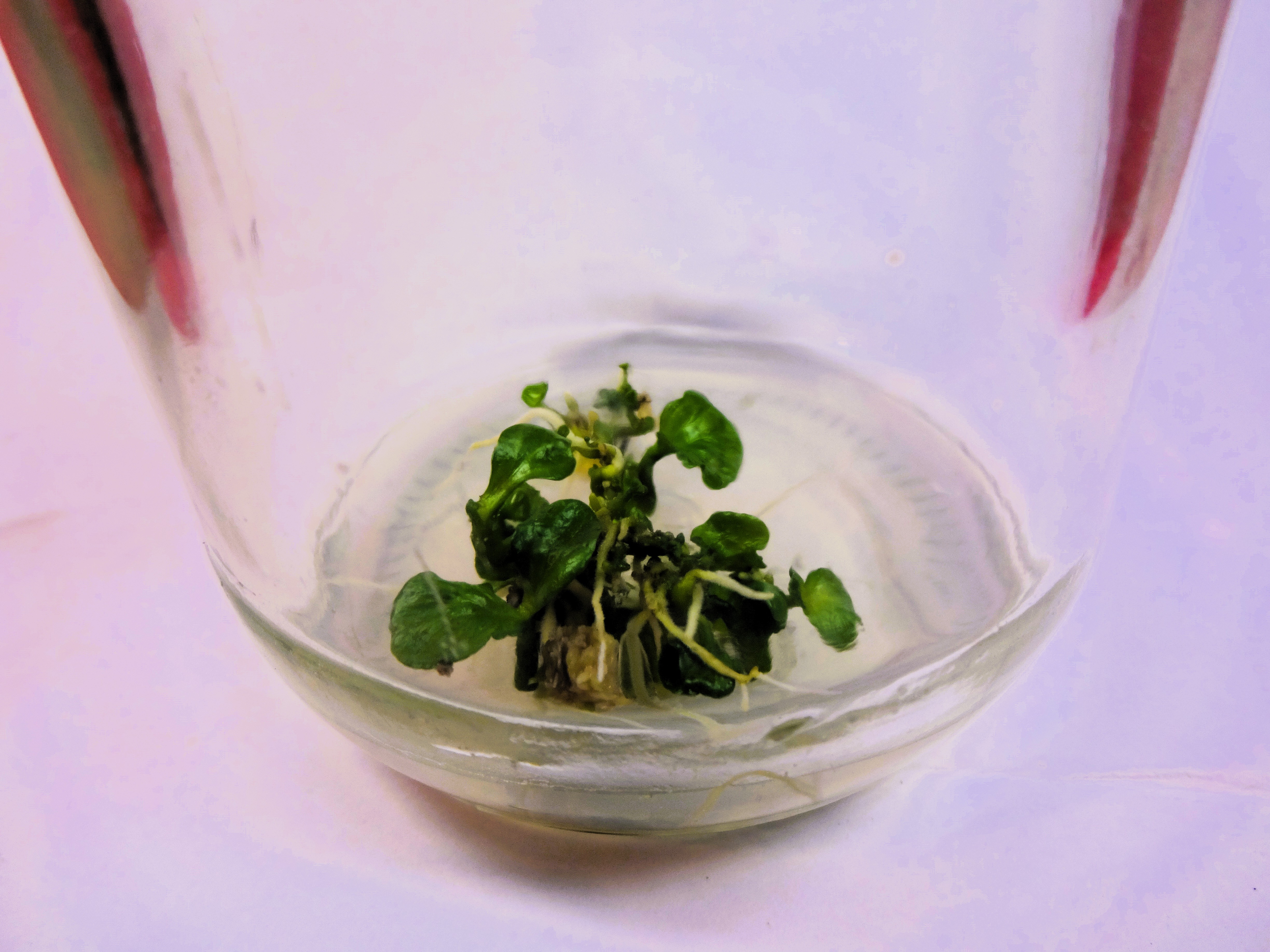Tissue Culture & Biotechnology Mysore Tissue Culture & Biotechnology Mysore